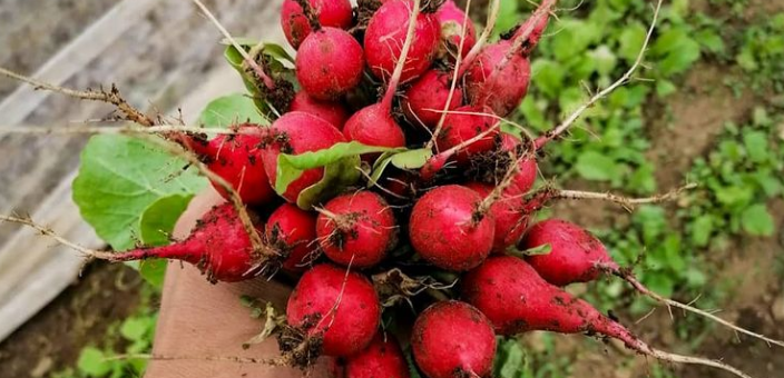 Wir starten mit der Erntesaison!