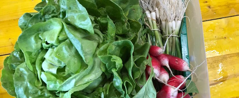 1. Ernteanteil für Dienstag 10. Mai und Freitag 13. Mai