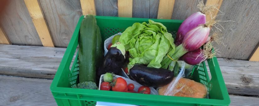 13. ERNTEANTEIL FÜR DIENSTAG 02. AUGUST UND FREITAG 05. AUGUST