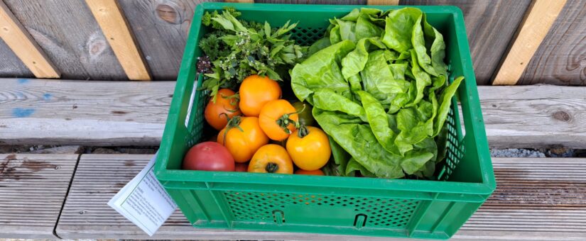 14. ERNTEANTEIL FÜR DIENSTAG 09. AUGUST UND FREITAG 12. AUGUST