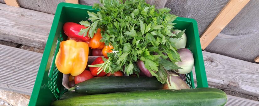 15. ERNTEANTEIL FÜR DIENSTAG 16. AUGUST UND FREITAG 19. AUGUST